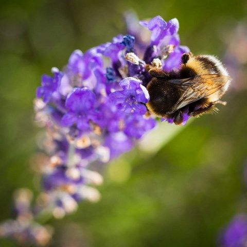 Bourdon butine une fleurs