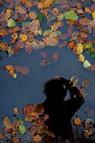 Autoportait du reflet de Christophe FETET en ombre chinoise dans une flaque d'eau bleu entourée de feuilles mortes orange, verte et ja