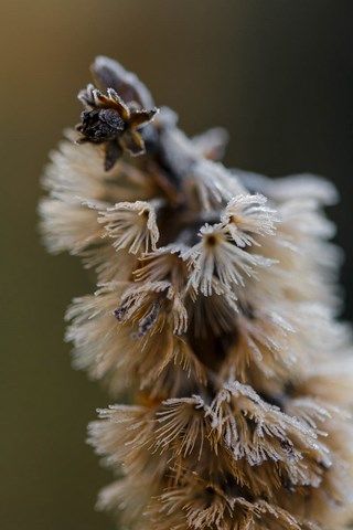 Photo de petite fleurs givrée