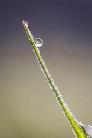 Photo d'herbe gelée