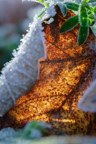 Photo de feuille givrée avec le soleil en transparence